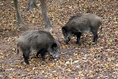 Killikus&reg; Fotographie